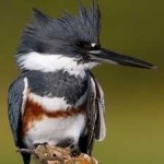 image of belted_kingfisher #7