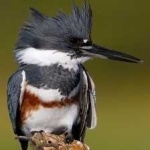 image of bird