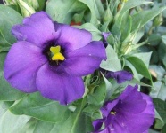 image of flower