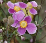 image of flower