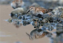 image of red_backed_sandpiper