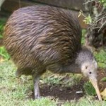 image of bird