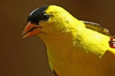image of goldfinch