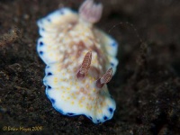 image of sea_slug #5