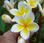 image of flower