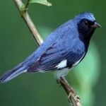 image of bird
