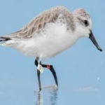 image of bird