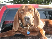 image of redbone