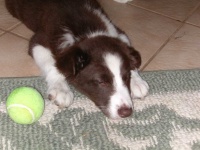 image of border_collie