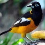 image of bird