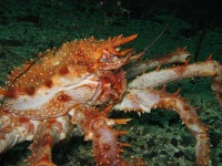 image of king_crab #25