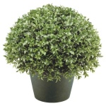 image of bush