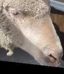 image of animal