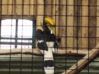 image of hornbill
