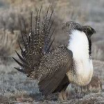 image of greator_sage_grouse #3