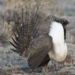 image of bird