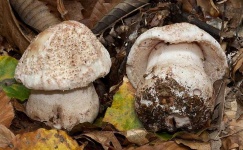 image of mushrooms
