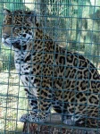 image of jaguar_car