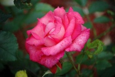 image of rose #5