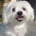 image of animal