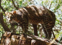 image of jaguar_car