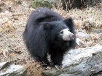 image of sloth_bear #16