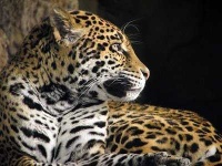image of jaguar_car