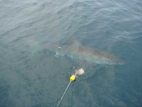 image of great_white_shark