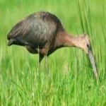 image of bird