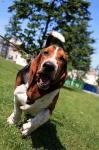 image of basset_hound #19