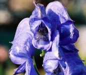 image of flower