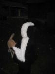 image of skunk