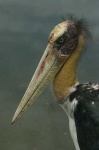 image of black_stork