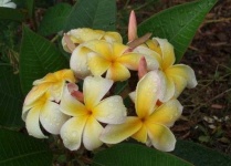 image of flower