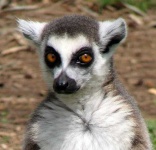 image of madagascar_cat