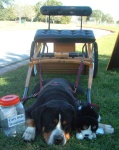 image of greater_swiss_mountain_dog