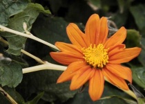 image of flower