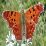 image of animal