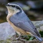 image of crested_nuthatch #20