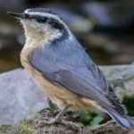 image of bird
