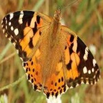 image of animal