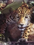 image of jaguar_car