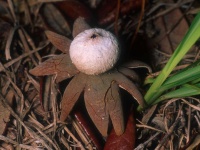 image of earthstar #0