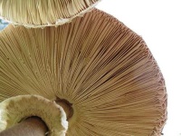 image of mushroom