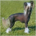 image of animal