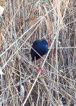 image of european_gallinule