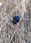 image of european_gallinule #5