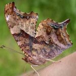 image of animal