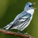 image of bird
