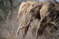 image of animal